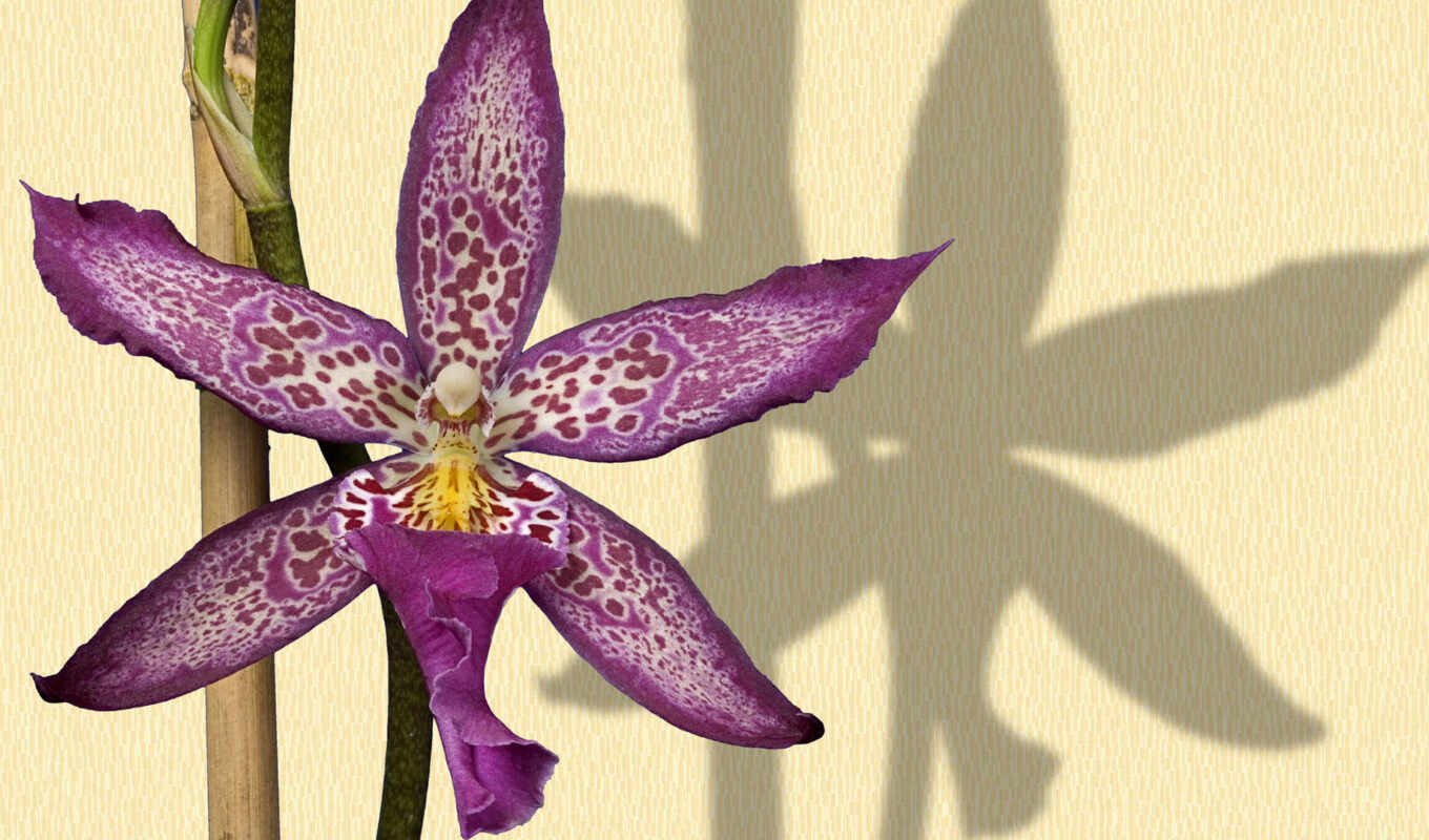 цветы, орхидея, обсуждение