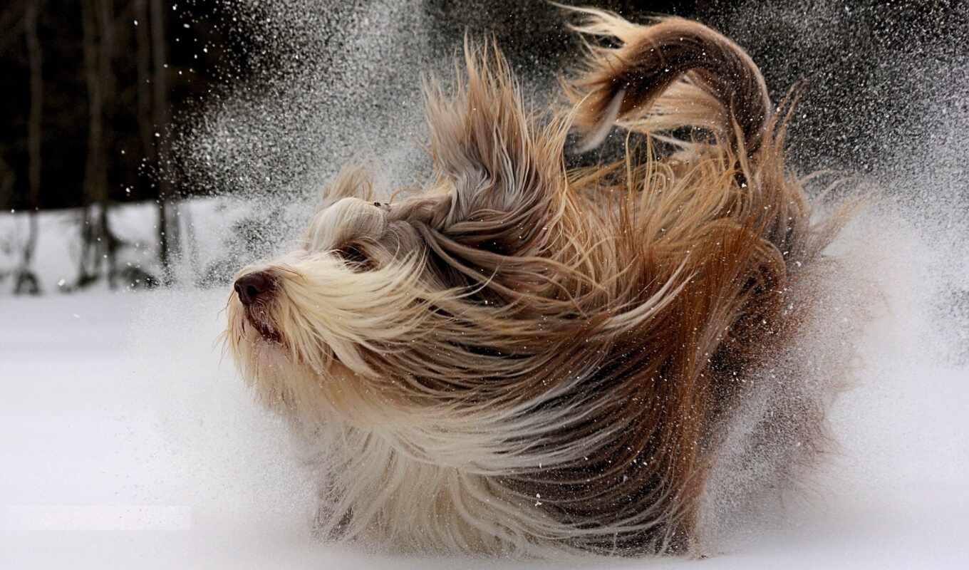 winter, собака