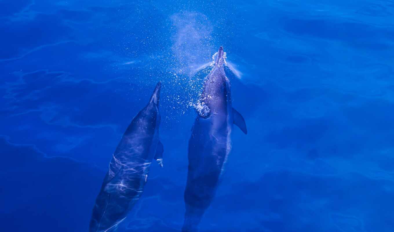 water, nature, dan, sống, swimming, дельфины