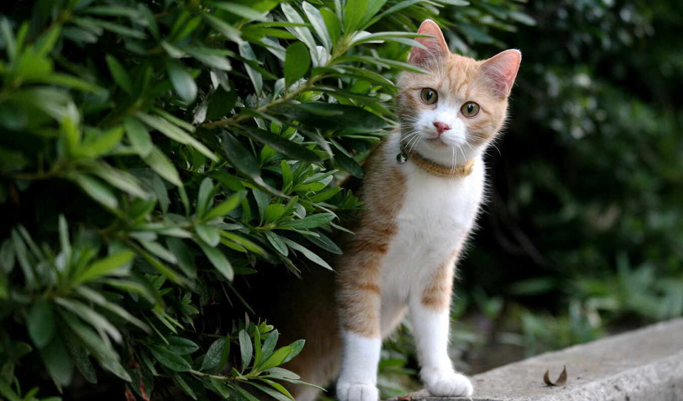 white, трава, глаза, кот, котенок, ошейник, leaf