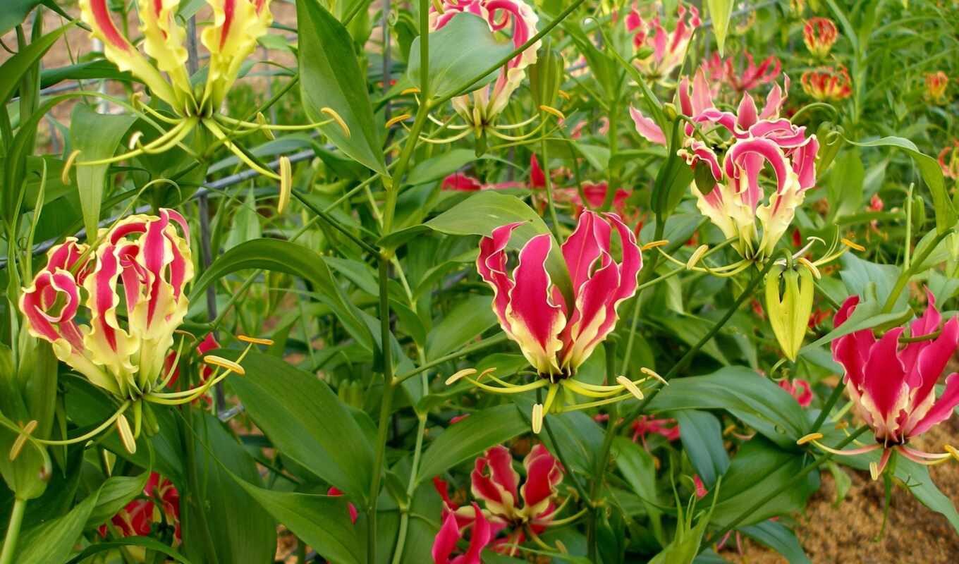 nature, flowers, lily, lilies, care, gloriosis, cultivation