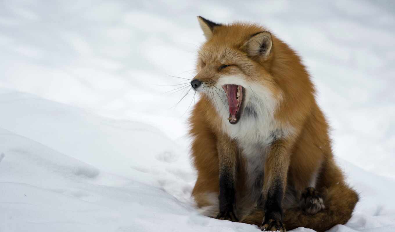 nature, page, snow, winter, fox, snow, foxes, pair