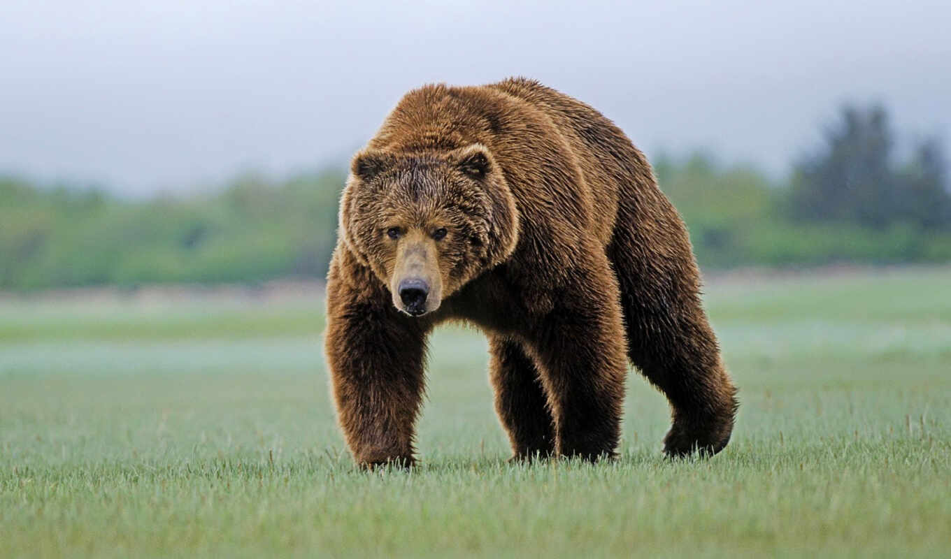 russian, браун, медведь, медведи, охоте, канадский, аппетит, растет