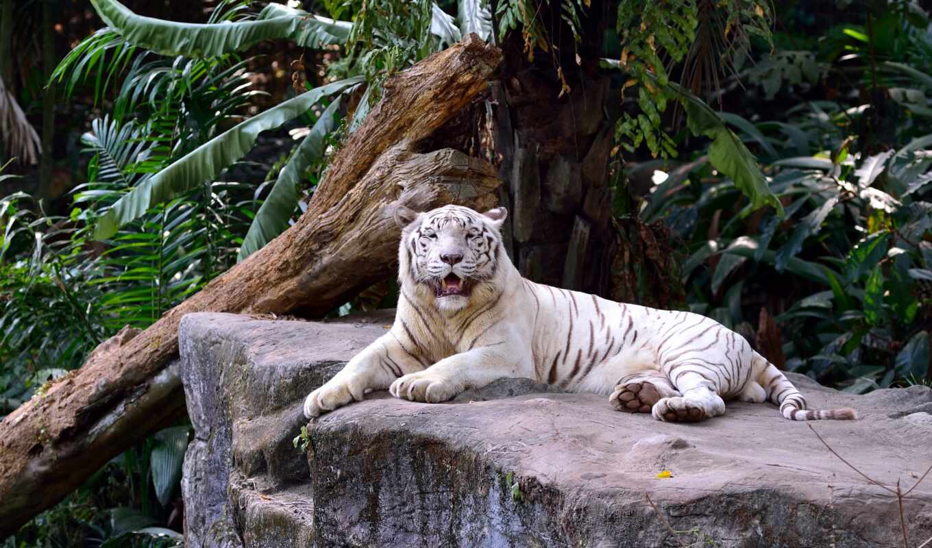 white, кот, высоком, хищник, тигр, pinterest, дикая