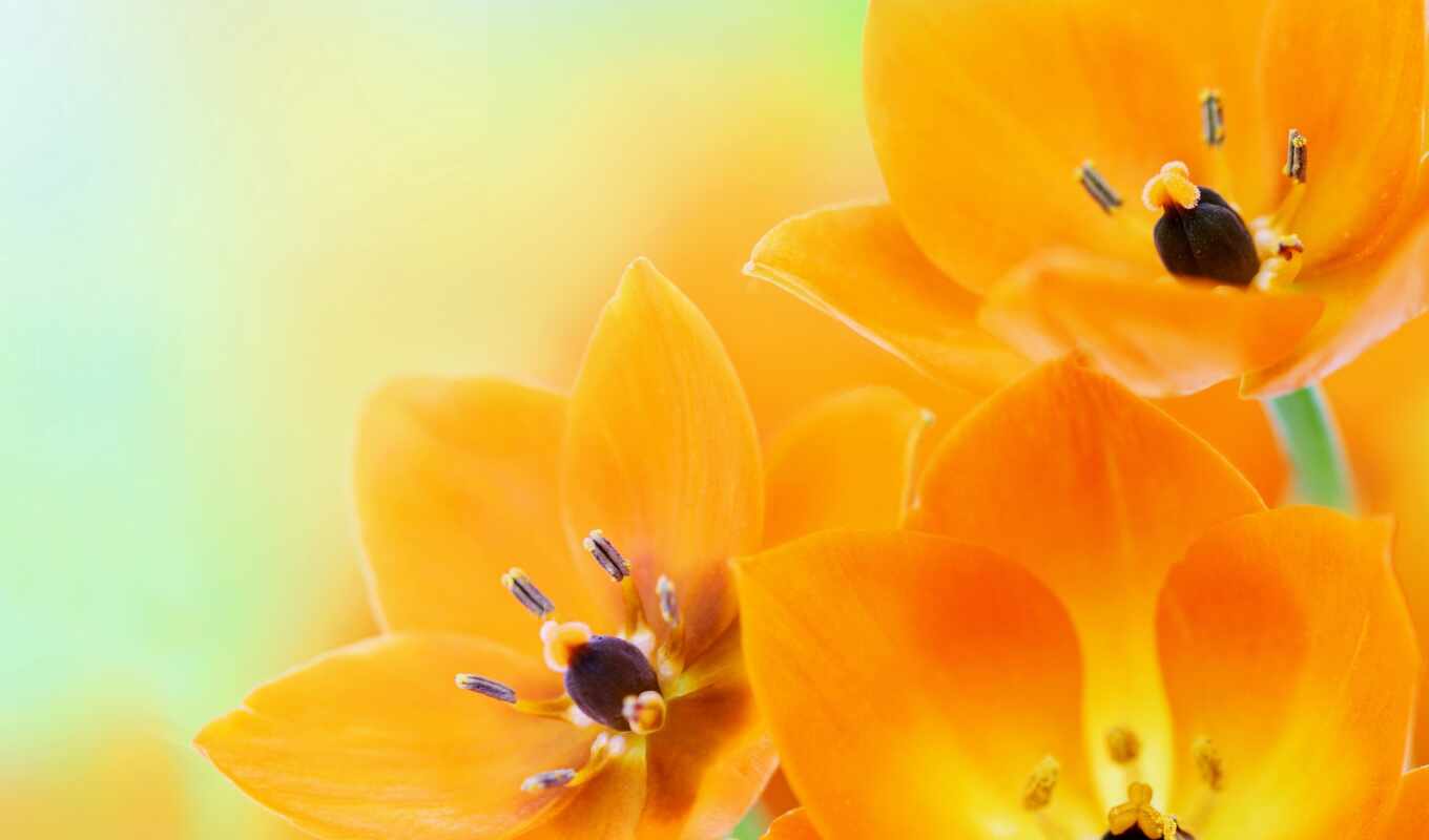 цветы, free, бабочка, оранжевый, брайан, cartoon, upload