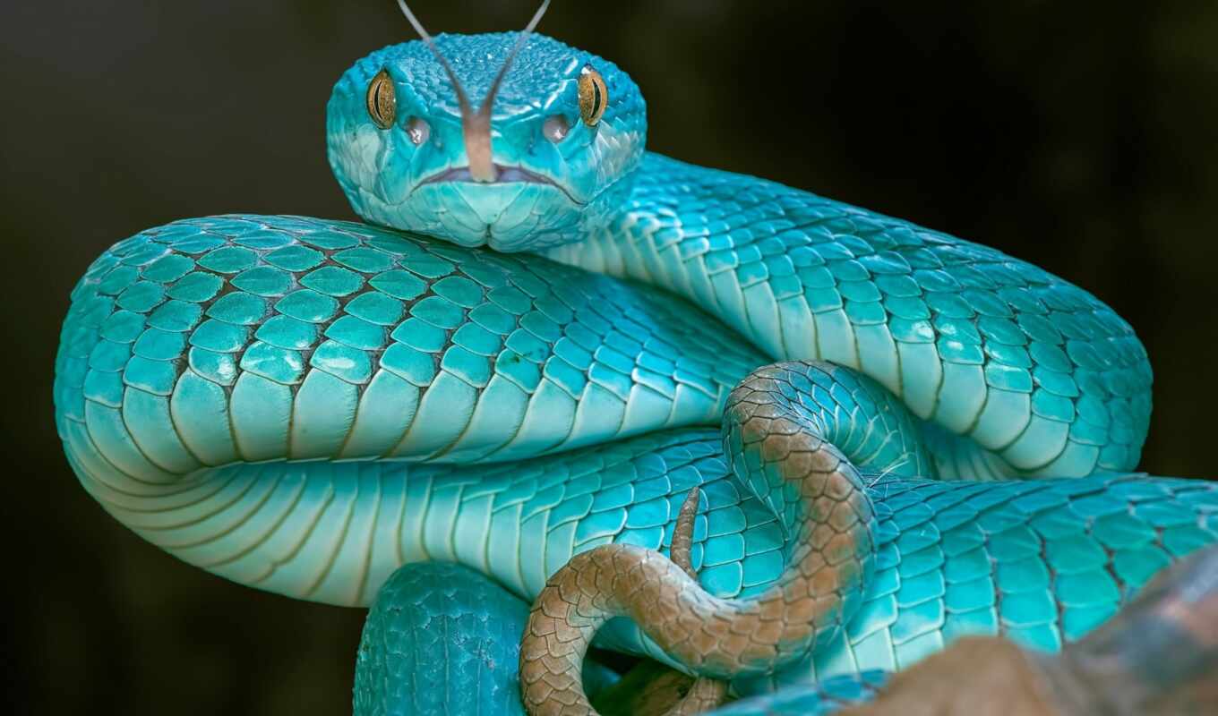 змеи, язык, snake