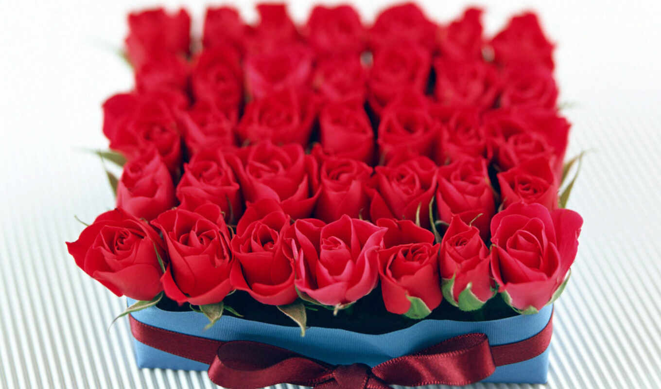 цветы, роза, white, free, red, черная, красное, красивый, square, permission, shirokoformatnyi