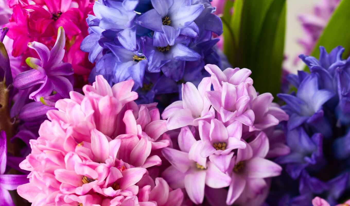 flowers, bouquet, a pen, plastic, hyacinth