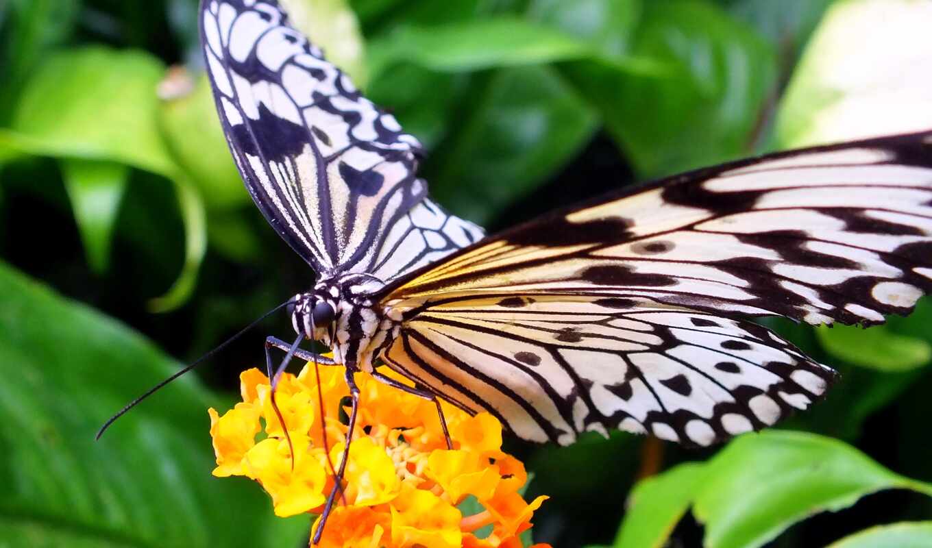 бабочка, garden, how, монарх, вырасти, википедия, milkweed, дизайн