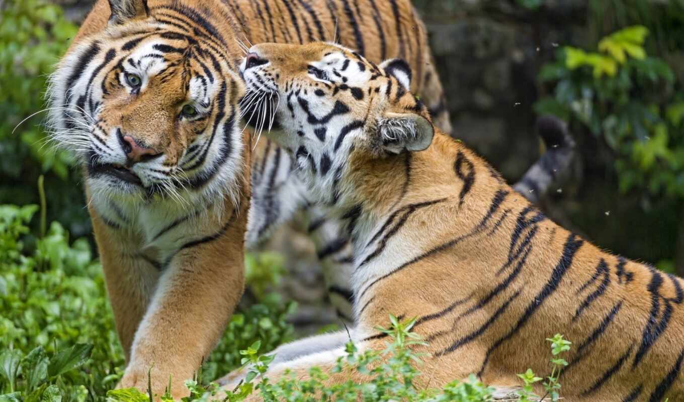 пара, тигр