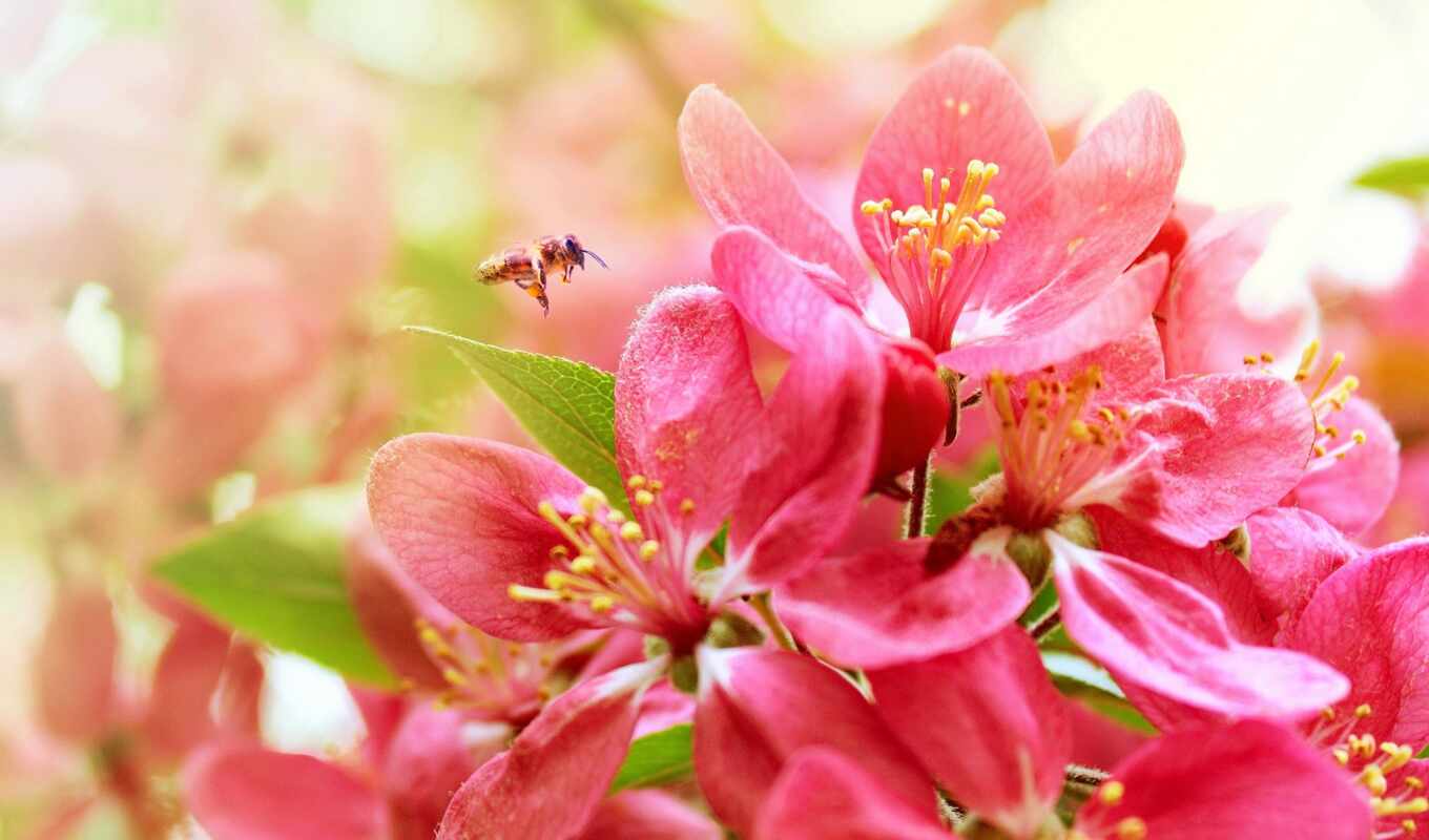природа, цветы, пчелка, широкоформатные, красивые, Сакура, one, весна, cvety, опыляет