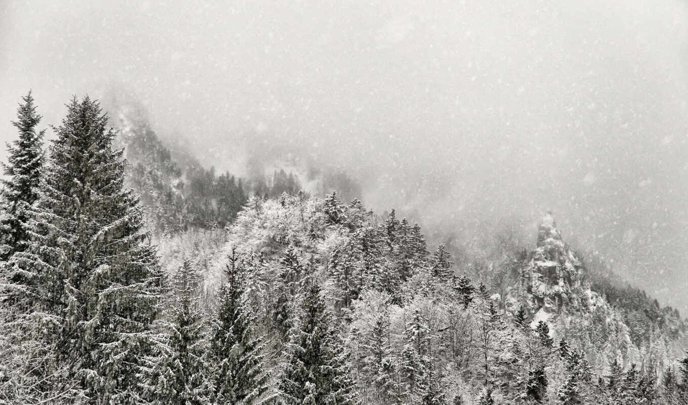 природа, black, white, снег, winter, лес, snowy