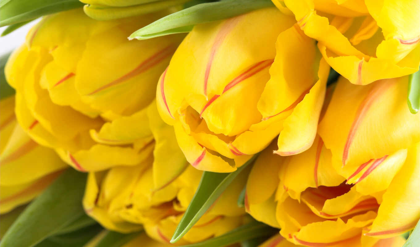 yellow, tulip