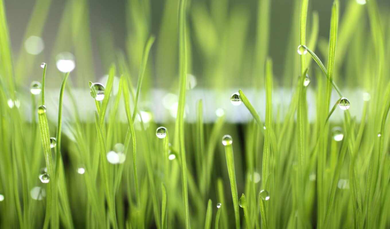 grass, dew