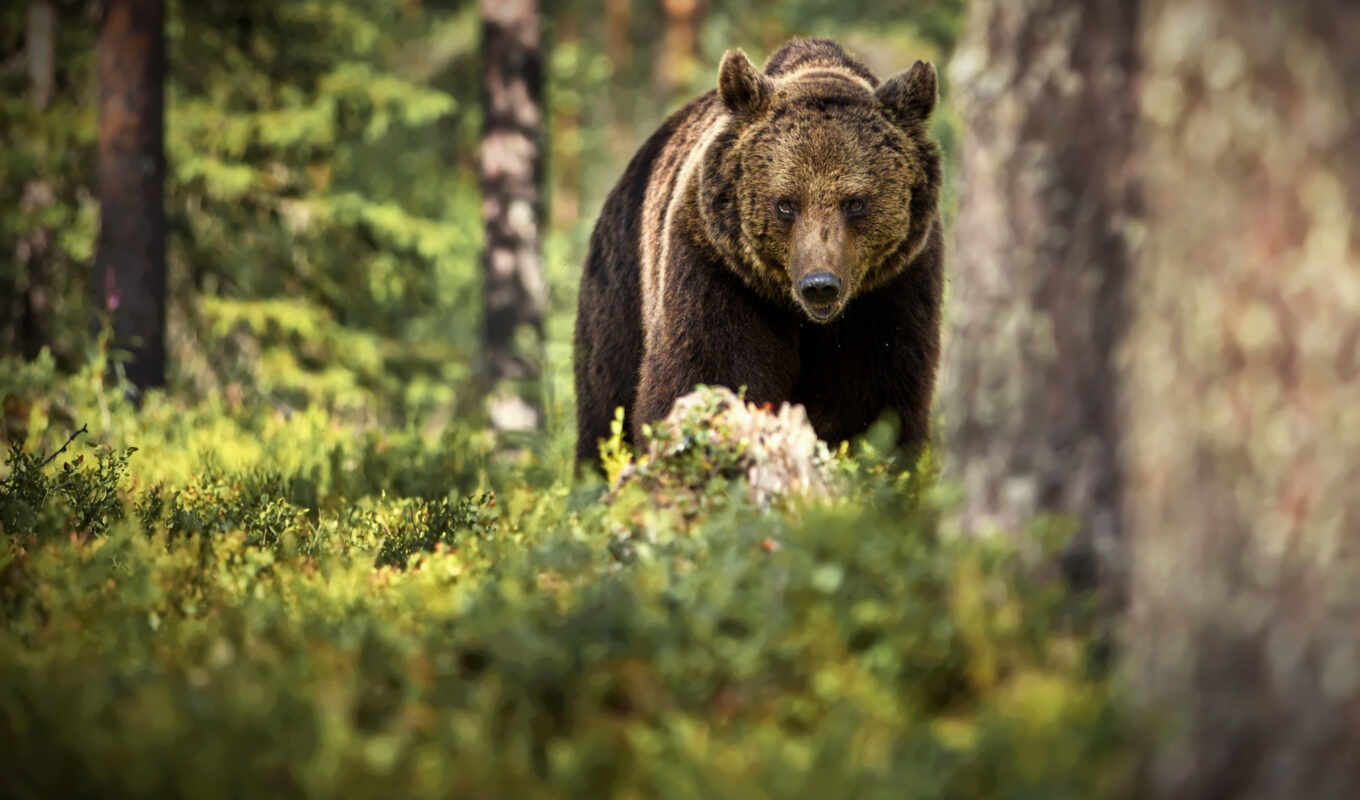 nature, tree, forest, bear, animal, fore