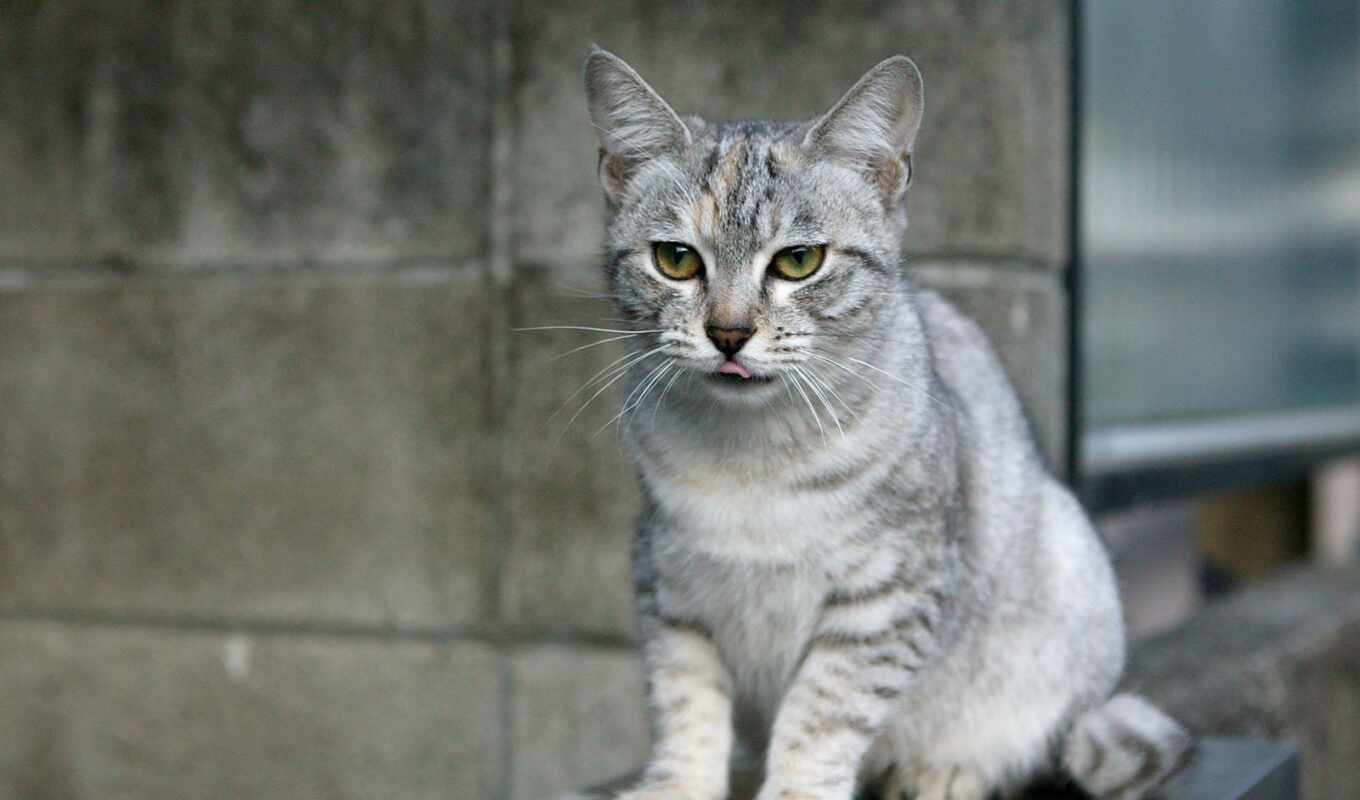 кот, порода, mist, australian