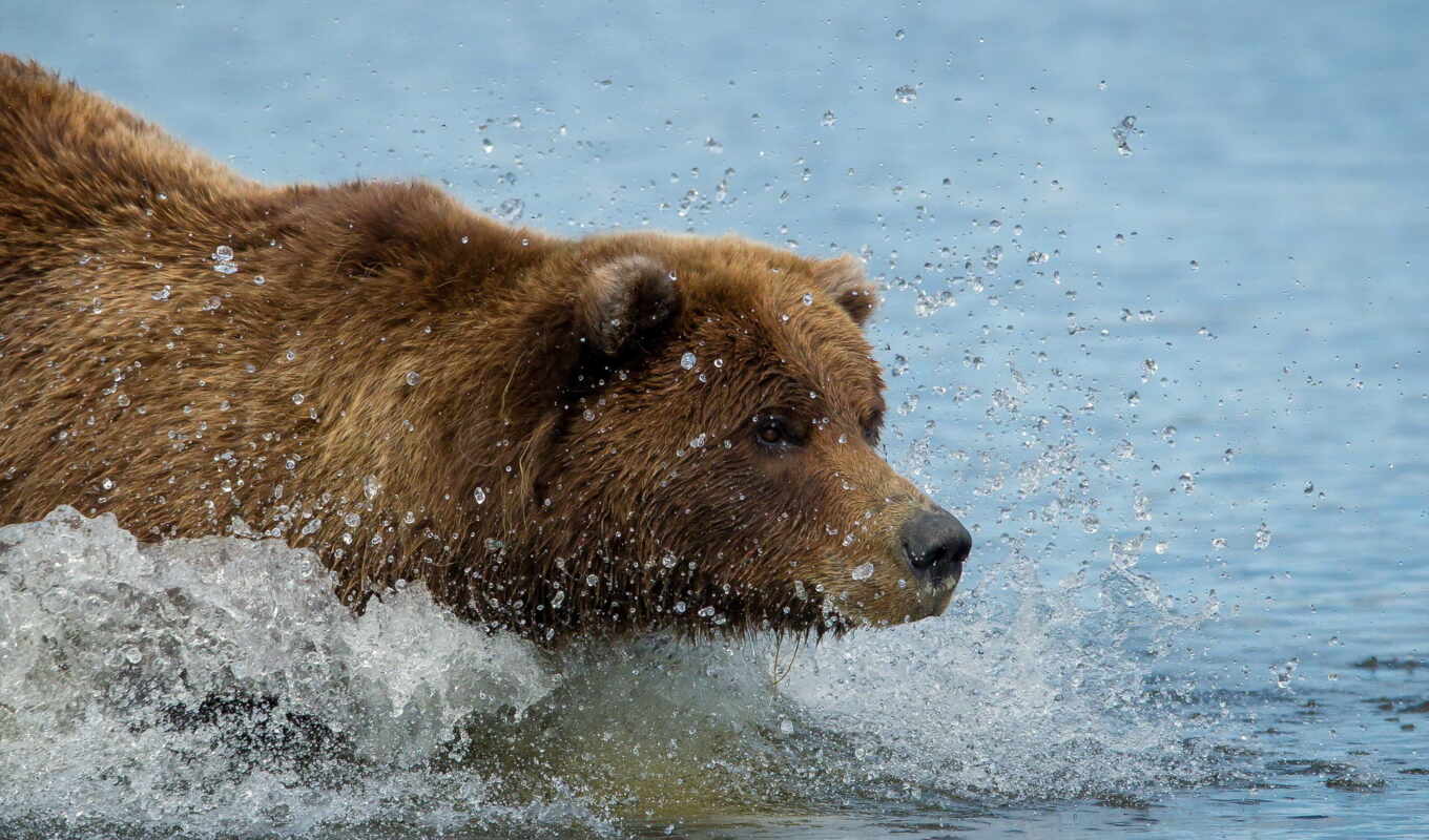 water, браун, медведь, swim, grizzly