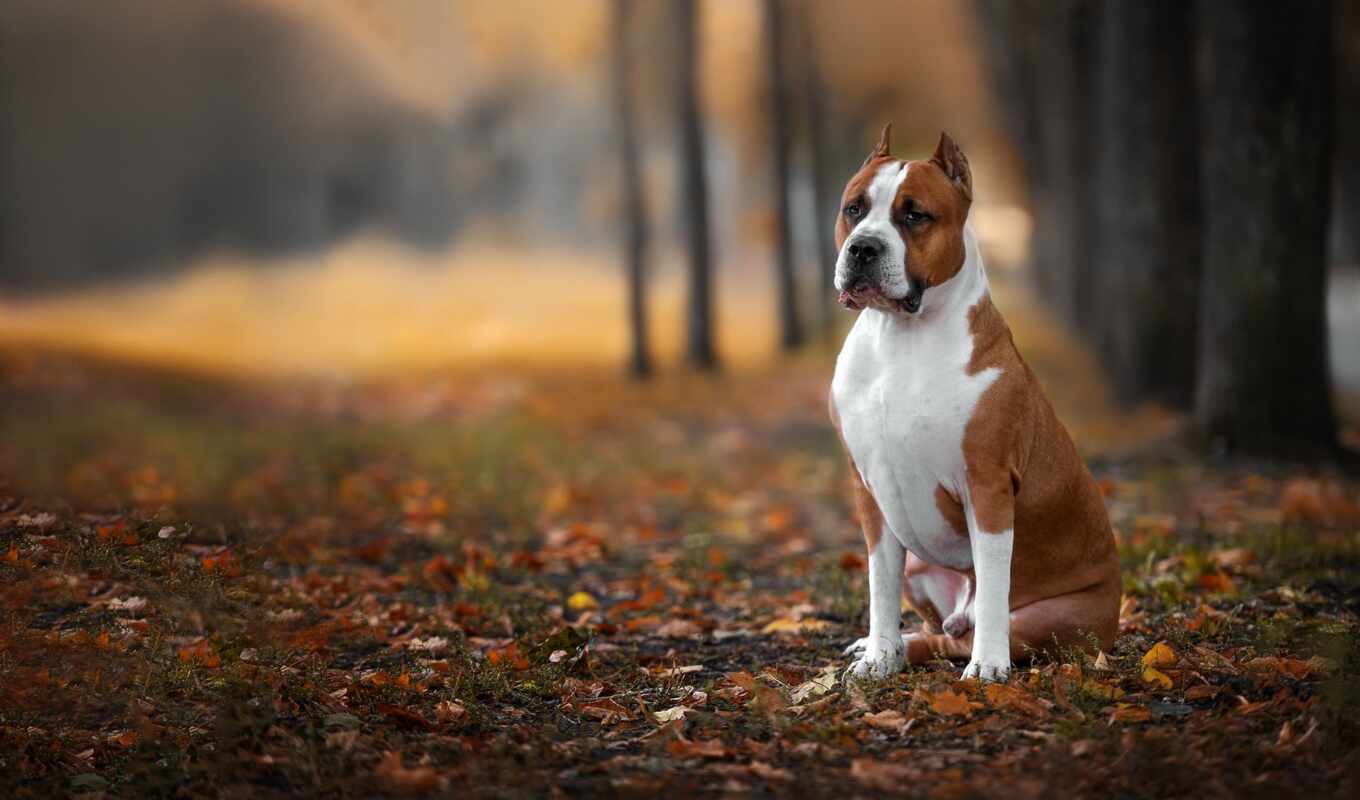 sheet, dog, autumn