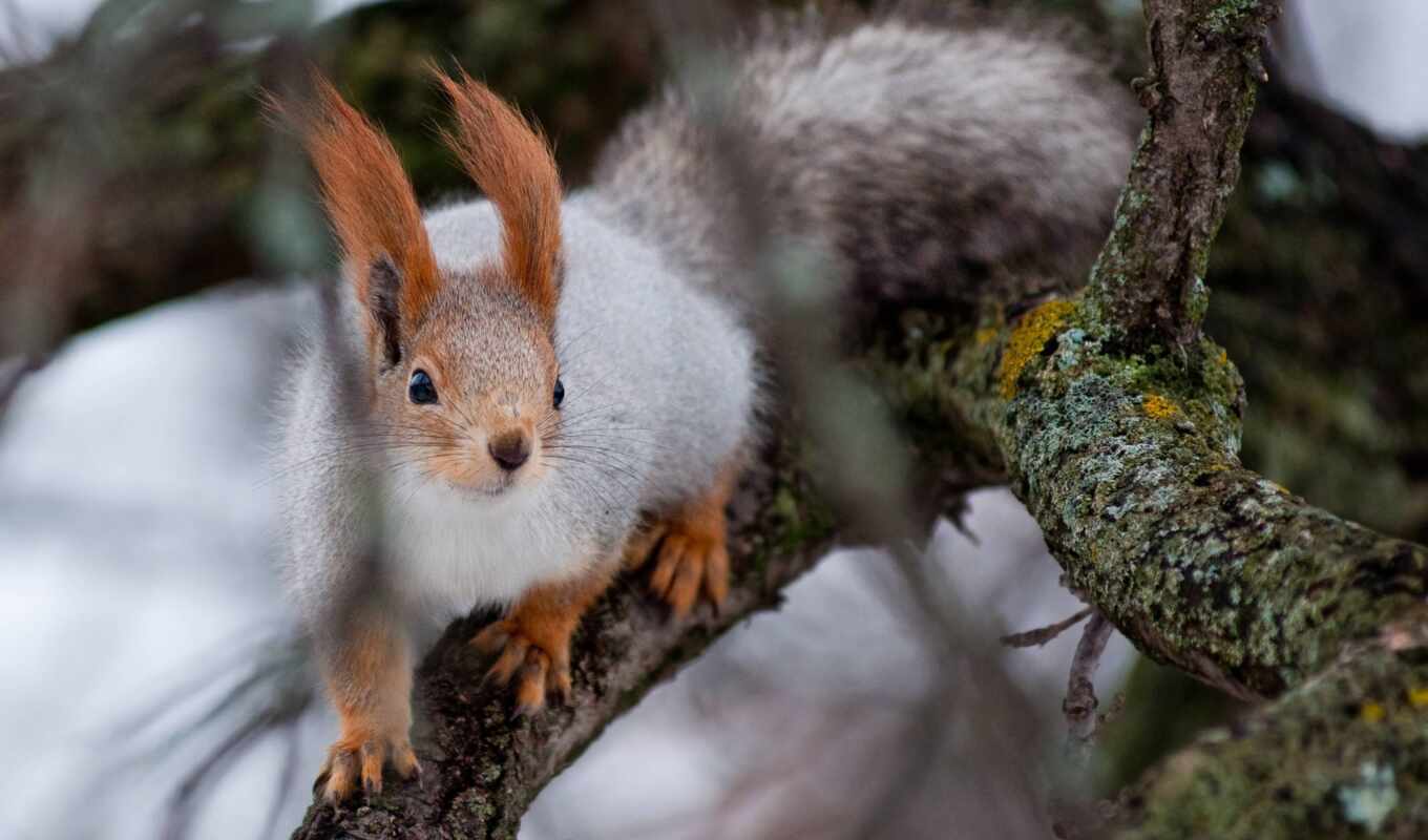 in winter, squirrels