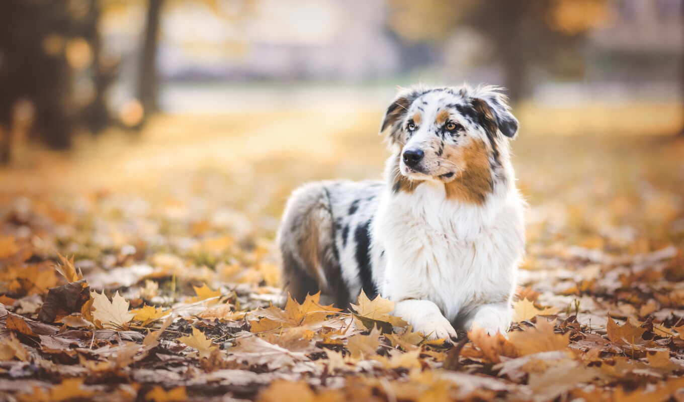 осень, собаки, листва, любят, zhivotnye, фотографиях