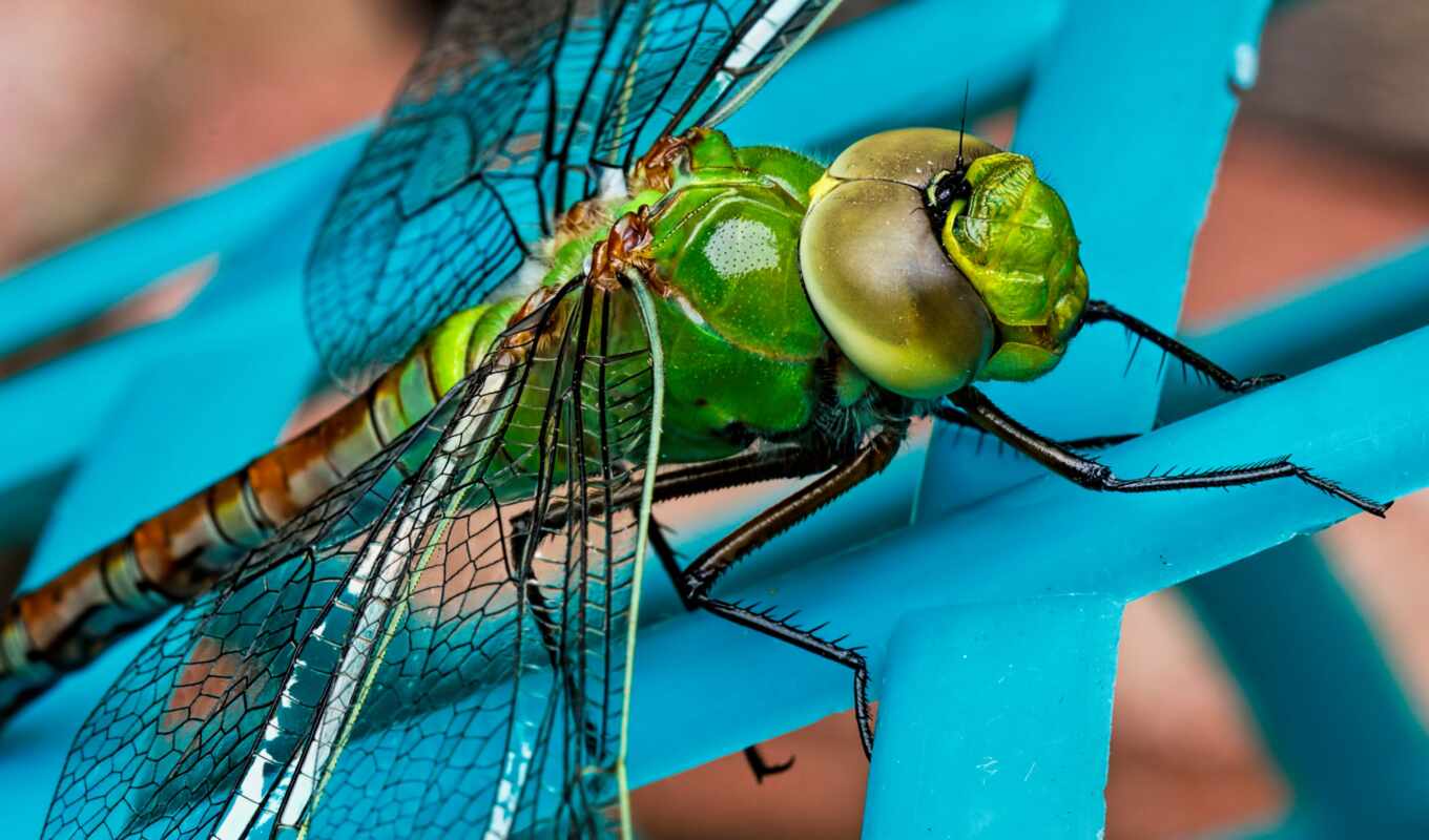 photo, free, green, photos, stock, dragonfly, insect, pexels