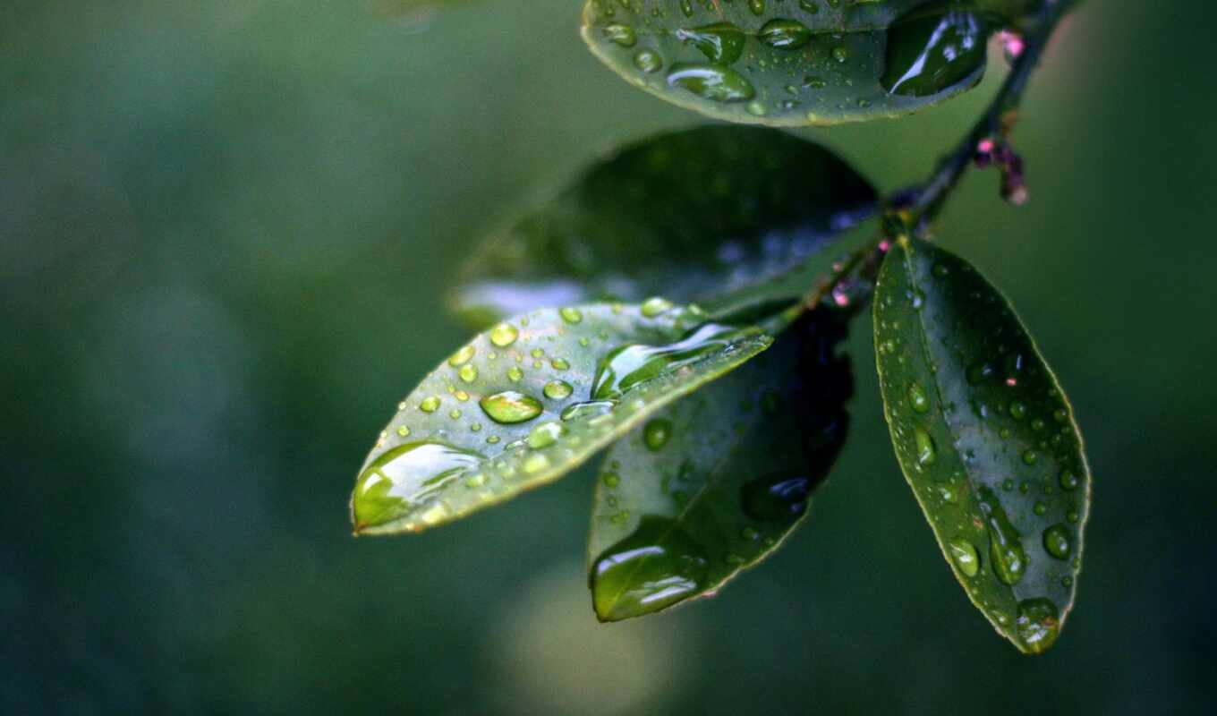 drops, macro, foliage, branch, waters