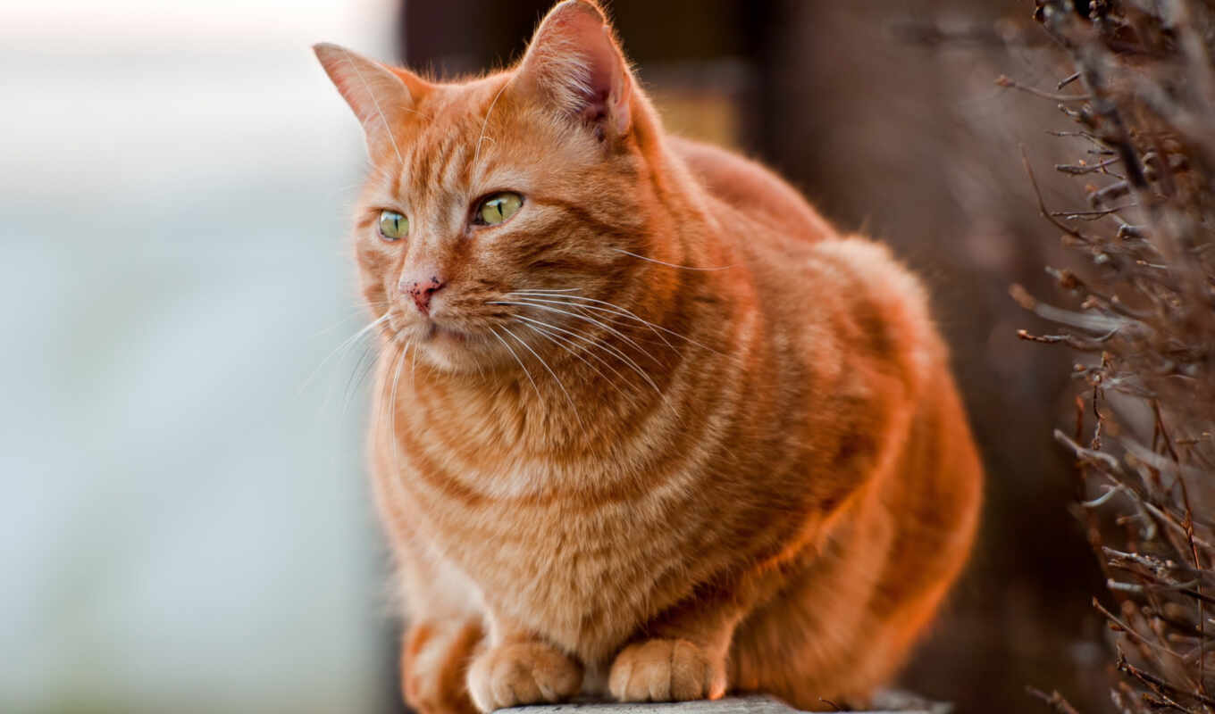 red, cat, see, cats, breed, kitty, american, sit, fence, shorthair