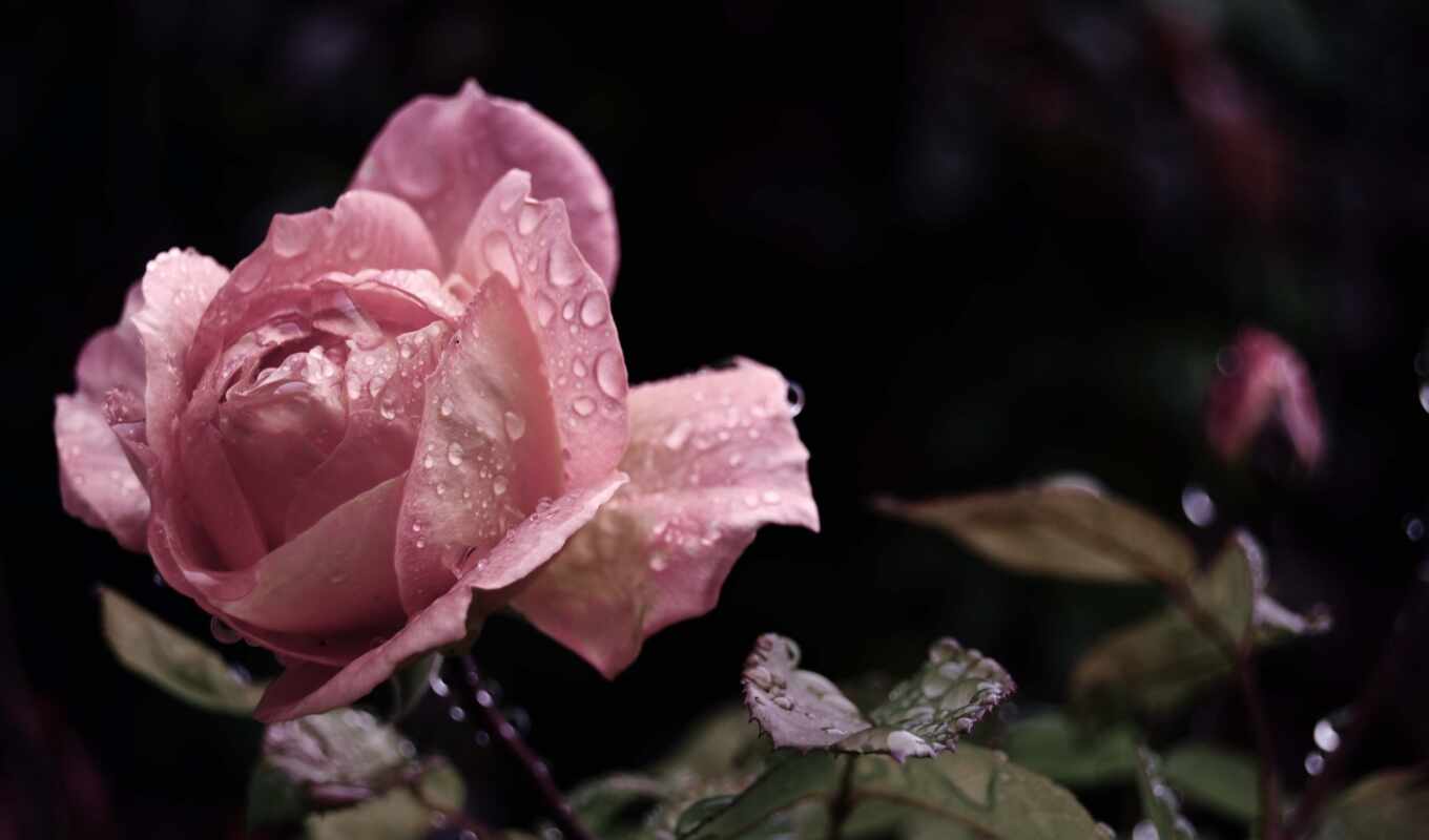 flowers, rose, drop, mobile, rain, water, popularity, smartphone, makryi