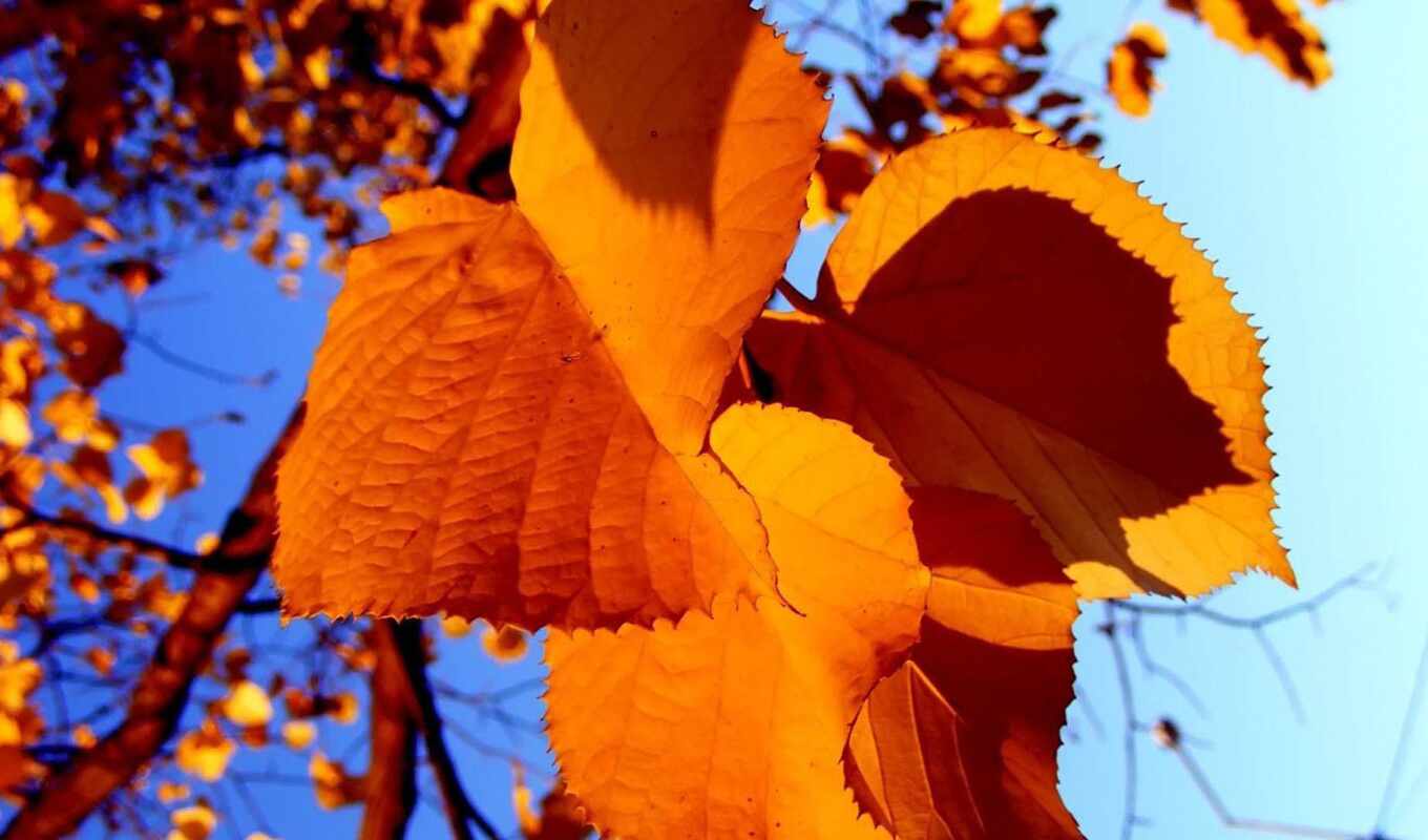 природа, лист, дерево, лес, mix, осень, пасть, leaf, broadleaf