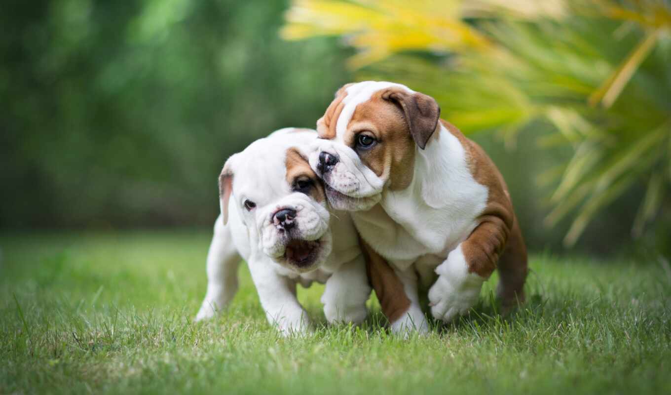 game, grass, couple, dog, puppy, bulldog