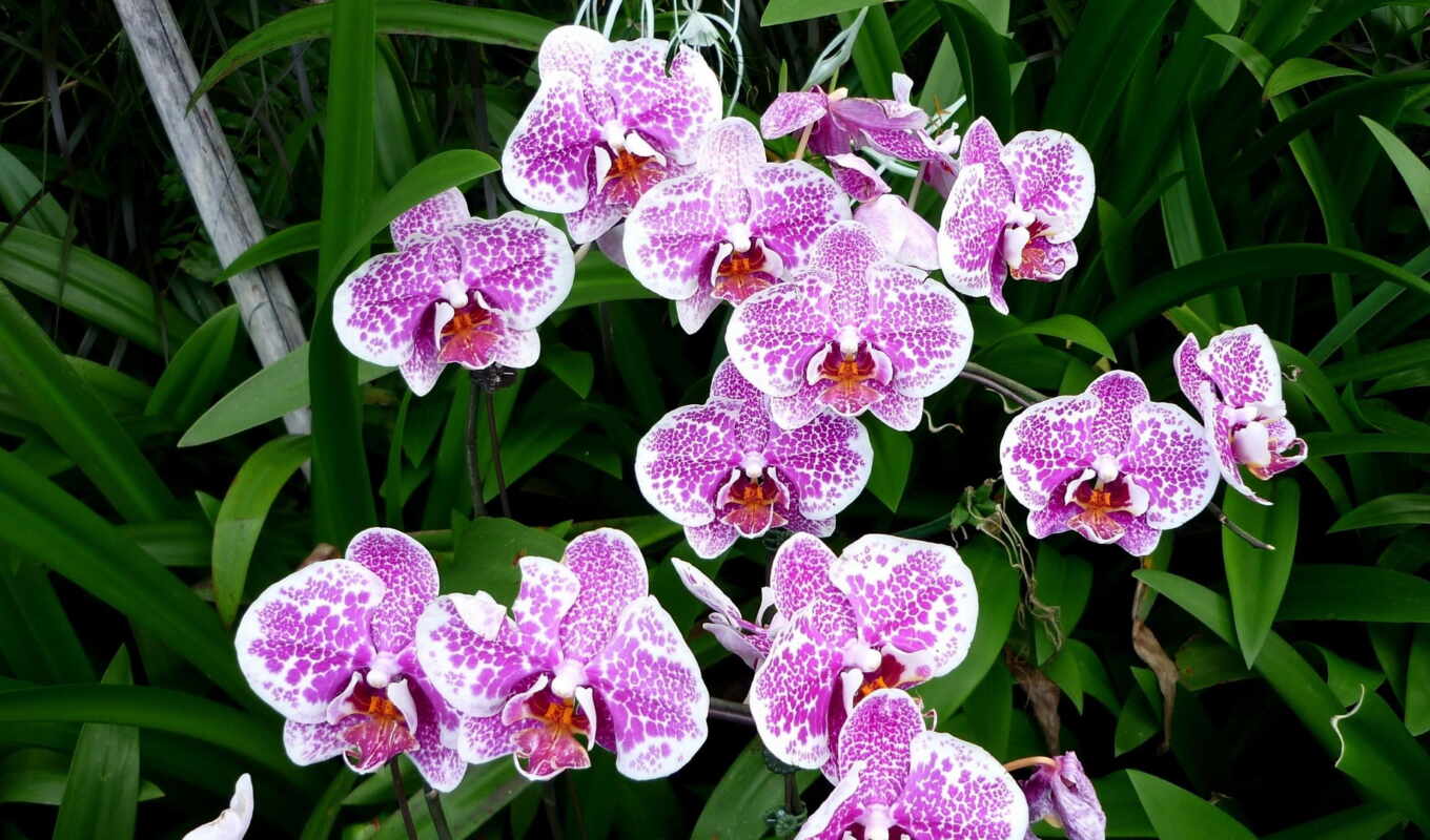 цветы, орхидея, funart