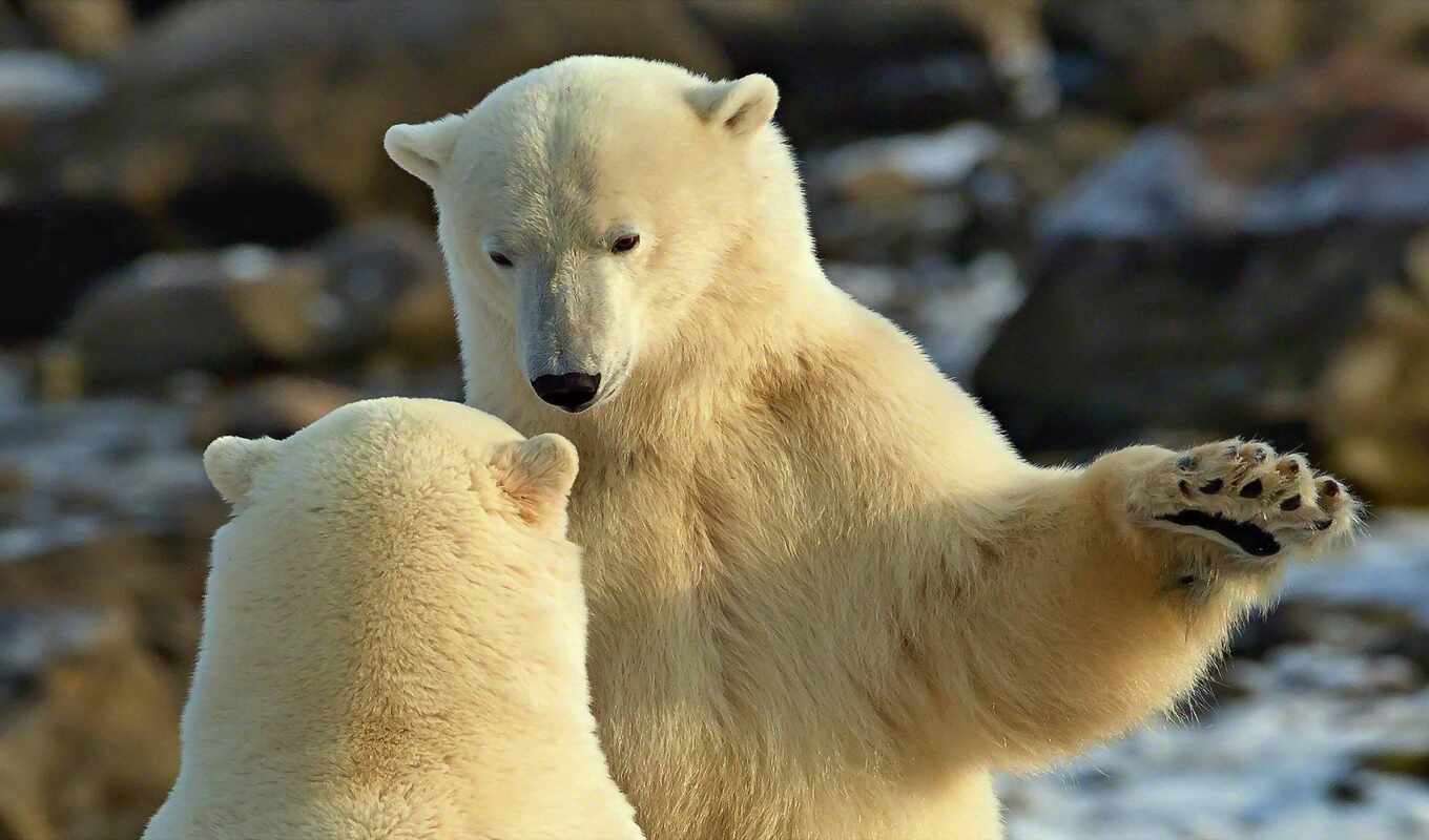 white, bear, two