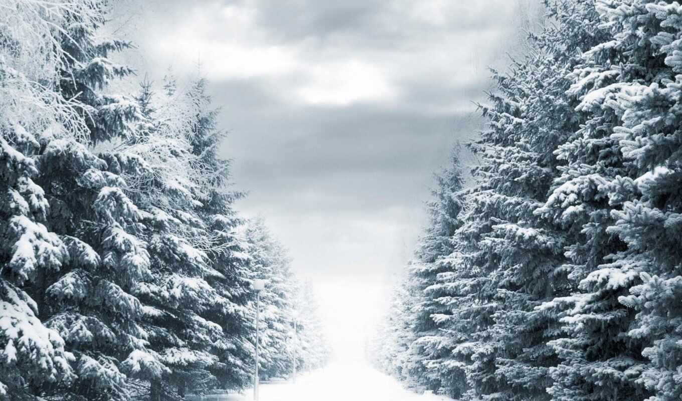 tree, snow, winter, fore