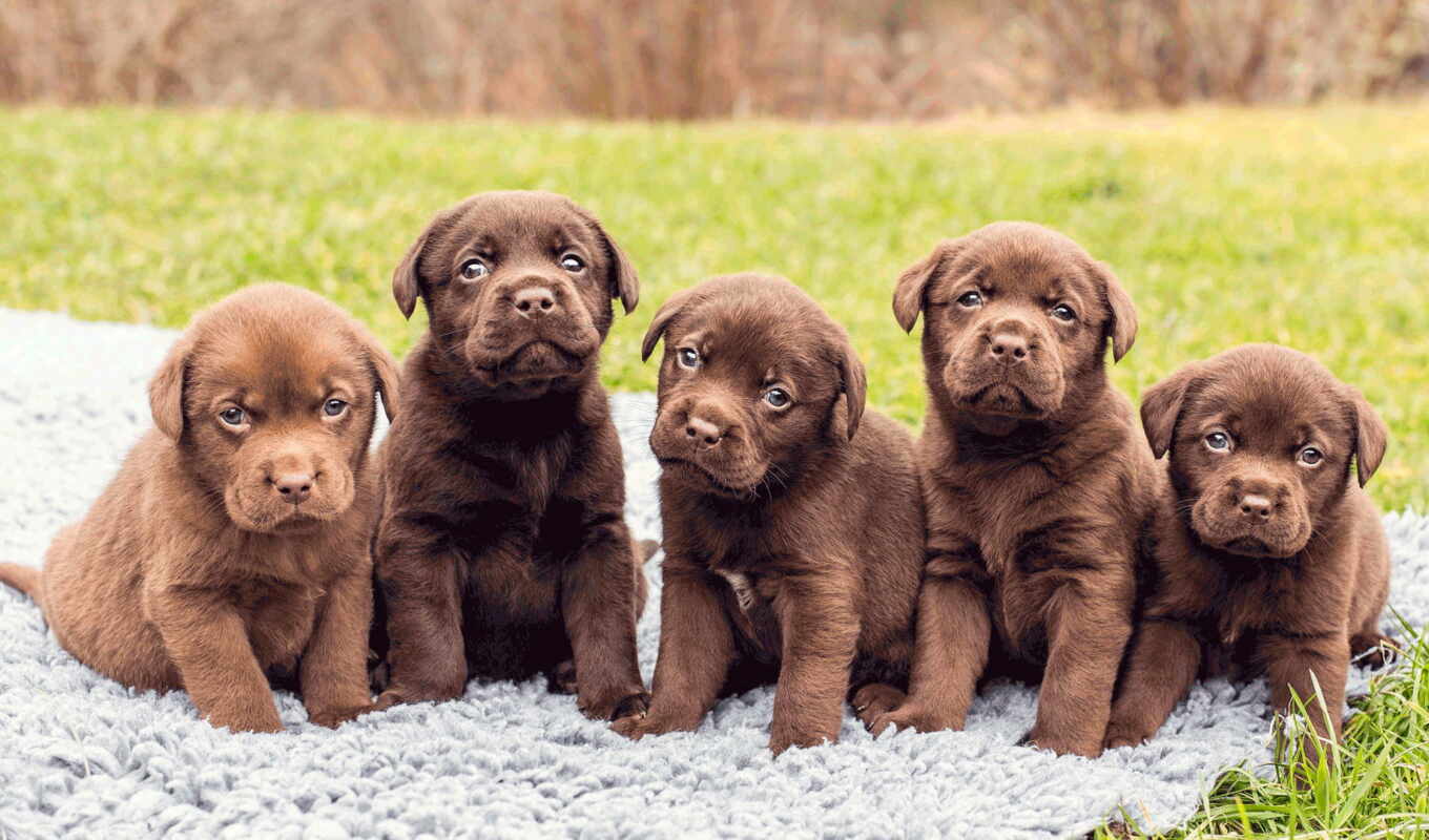 cute, dog, chocolate, puppy, Labrador, animal, retriever, pet