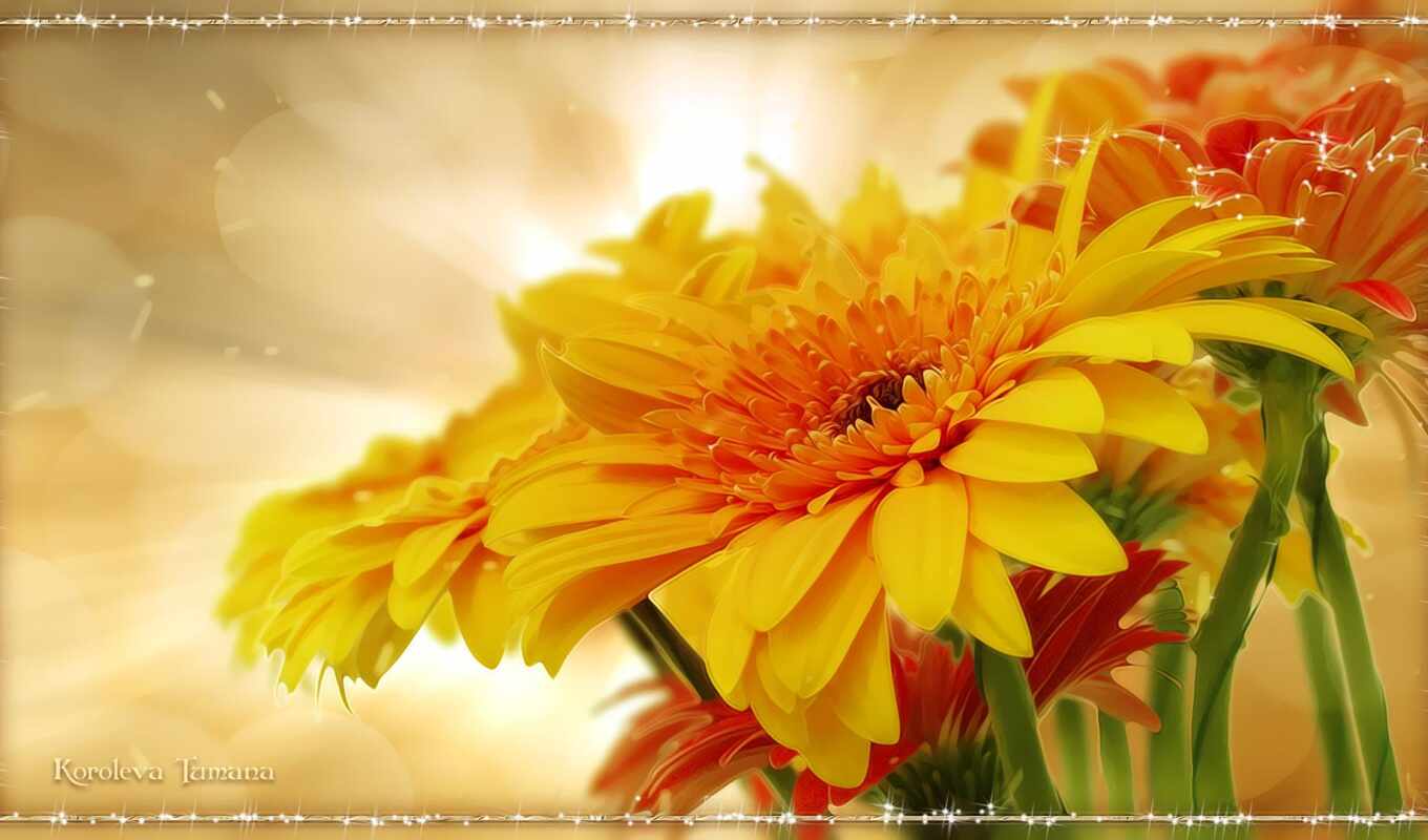 цветы, flor, gerbera