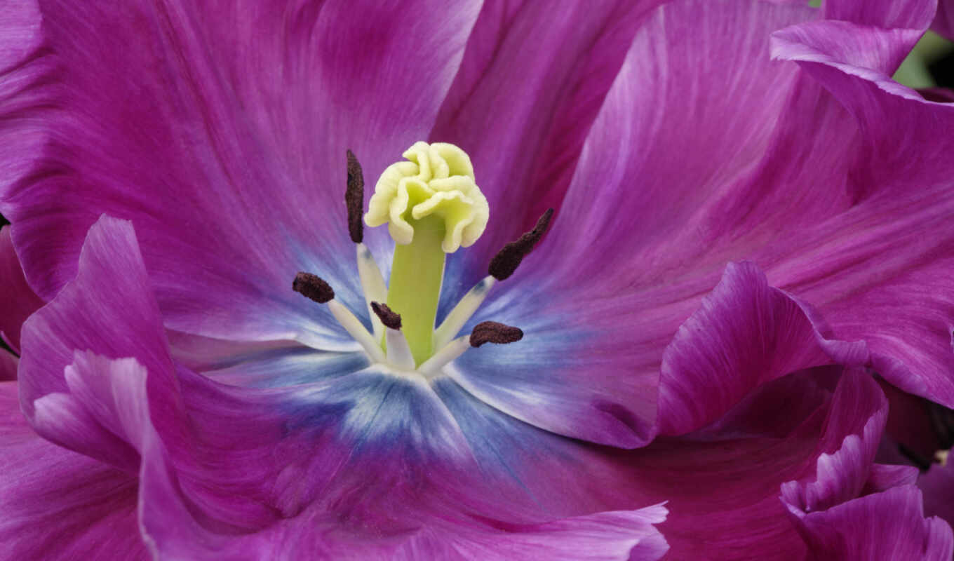 purple, flower, gardens, tulip, lila, kuekenhof