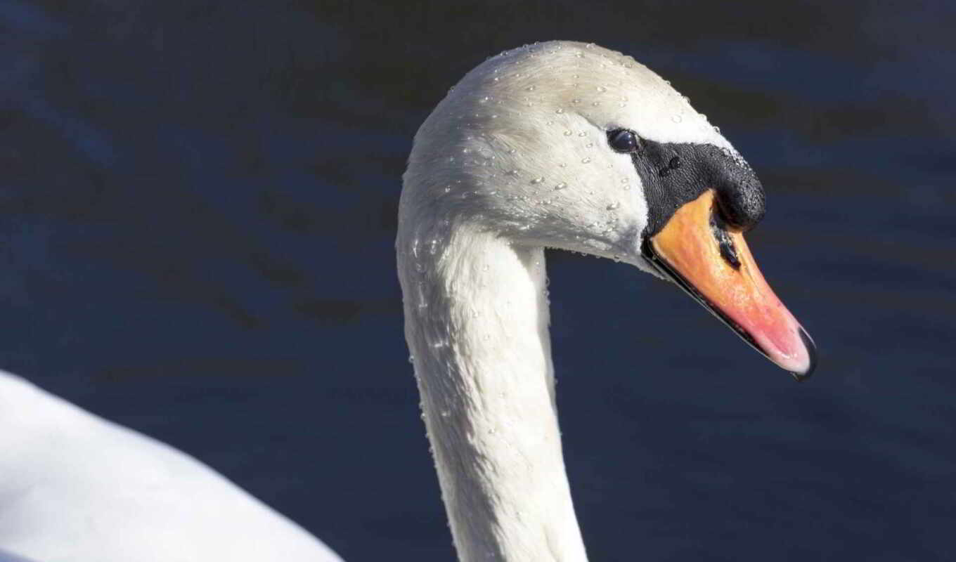 head, profile, bird, swan, beak, zhivotnye, neck
