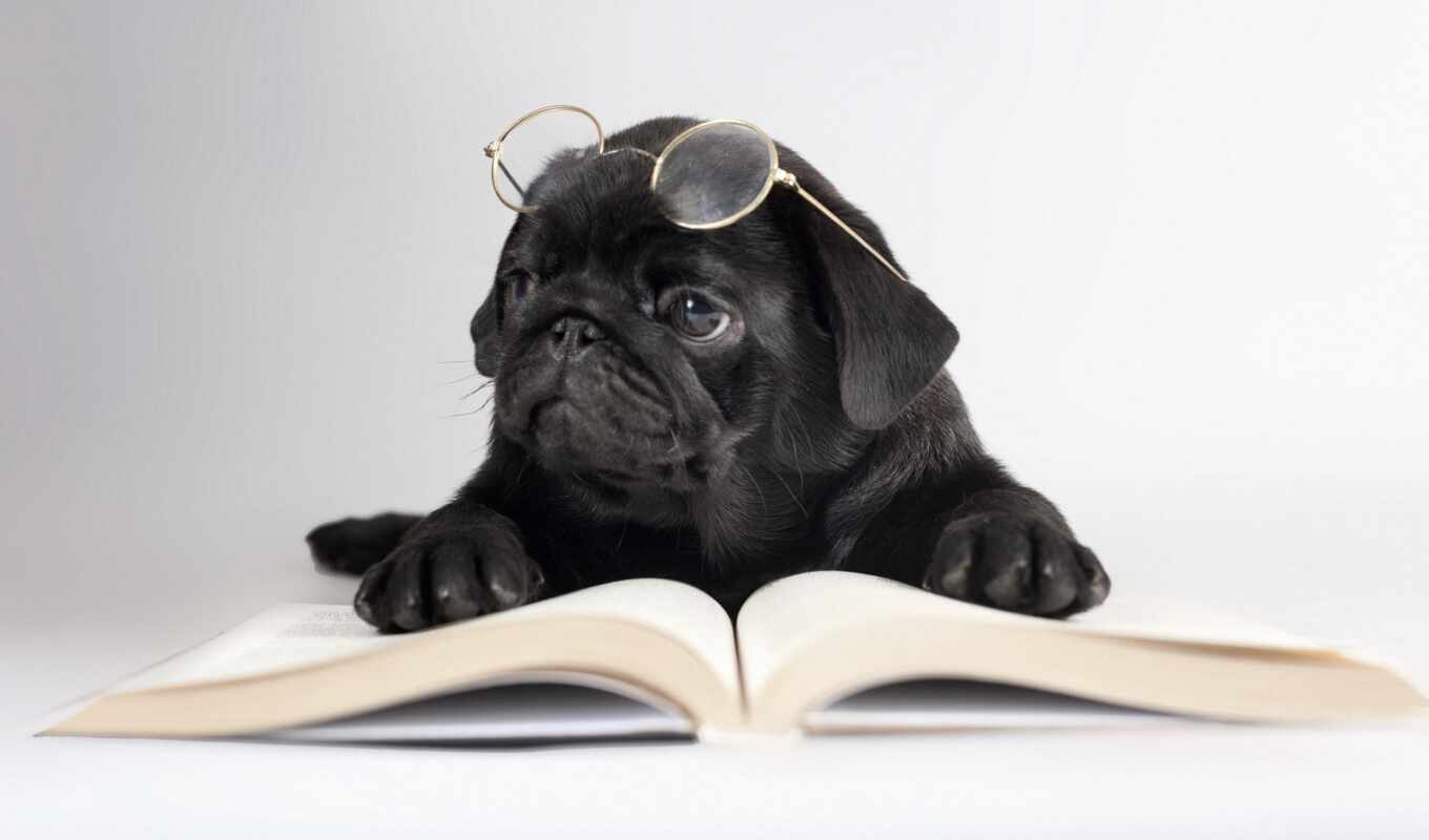 view, book, grass, lies, dog, glasses, dogs, zhivotnye