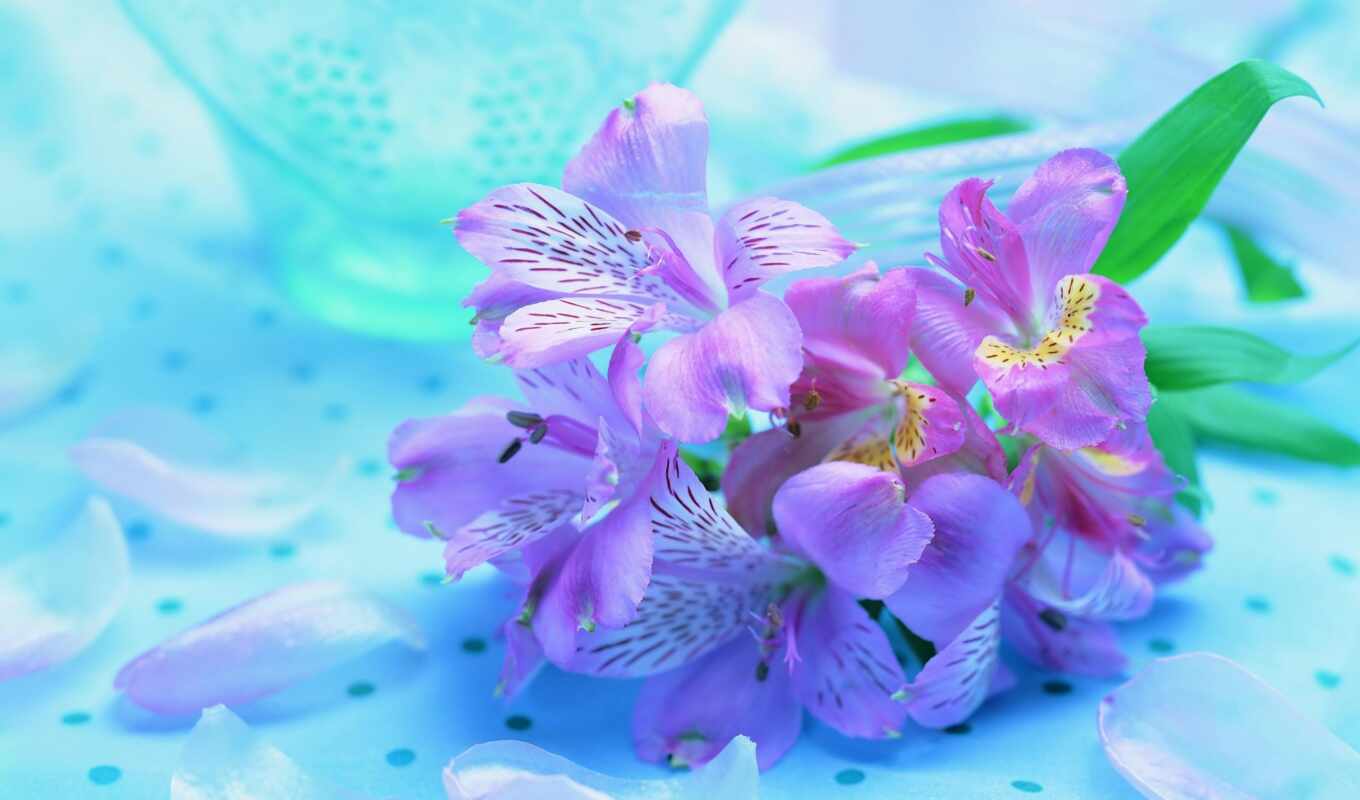 цветы, purple, cvety, нежные
