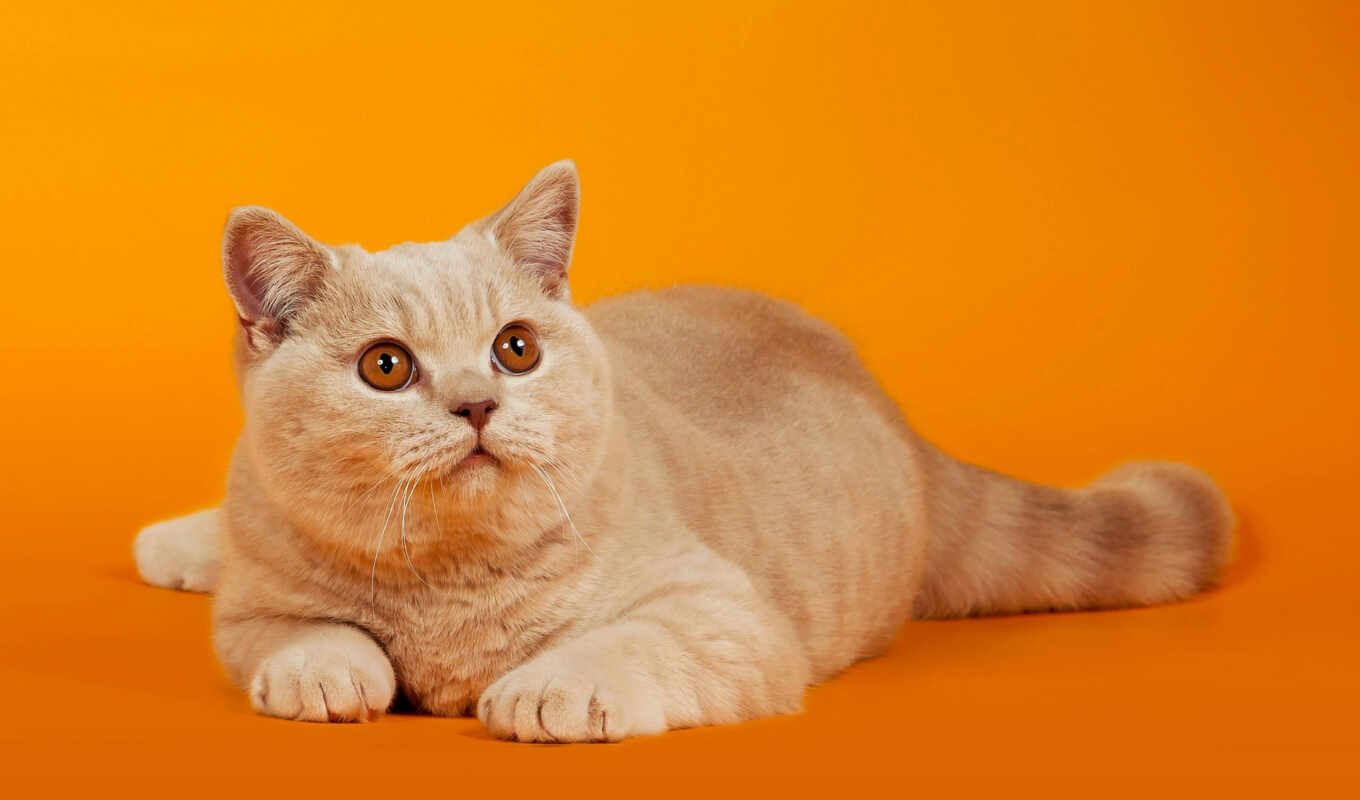взгляд, red, кот, лежит, высоком, кошки, коты, оранжевый