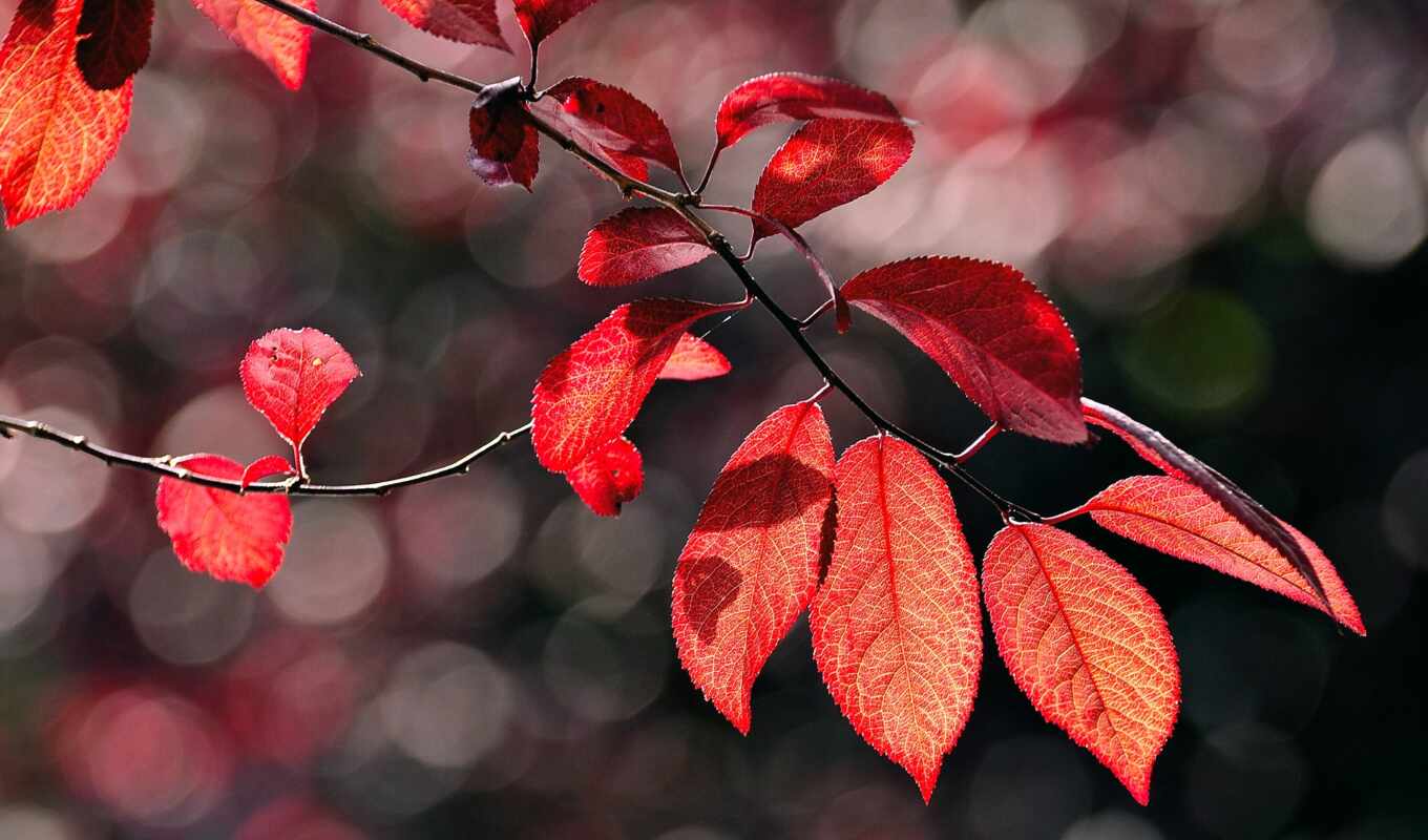 природа, лист, свет, red, дерево, красное, осень, branch, солнечный, flare