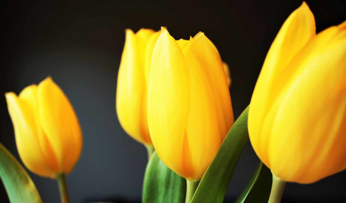 цветы, free, фон, череп, ответить, yellow, чёрн, тюльпан, melt, tulipane
