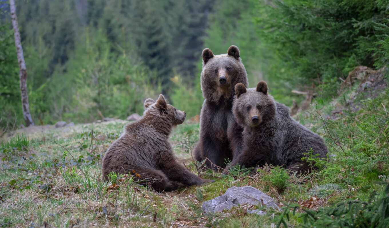 природа, сентябрь, три, американский, медведь, augusta, grizzly, moderation, anglyi