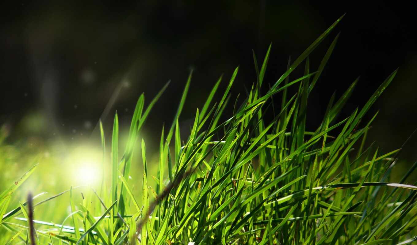 nature, grass, beautiful, makryi