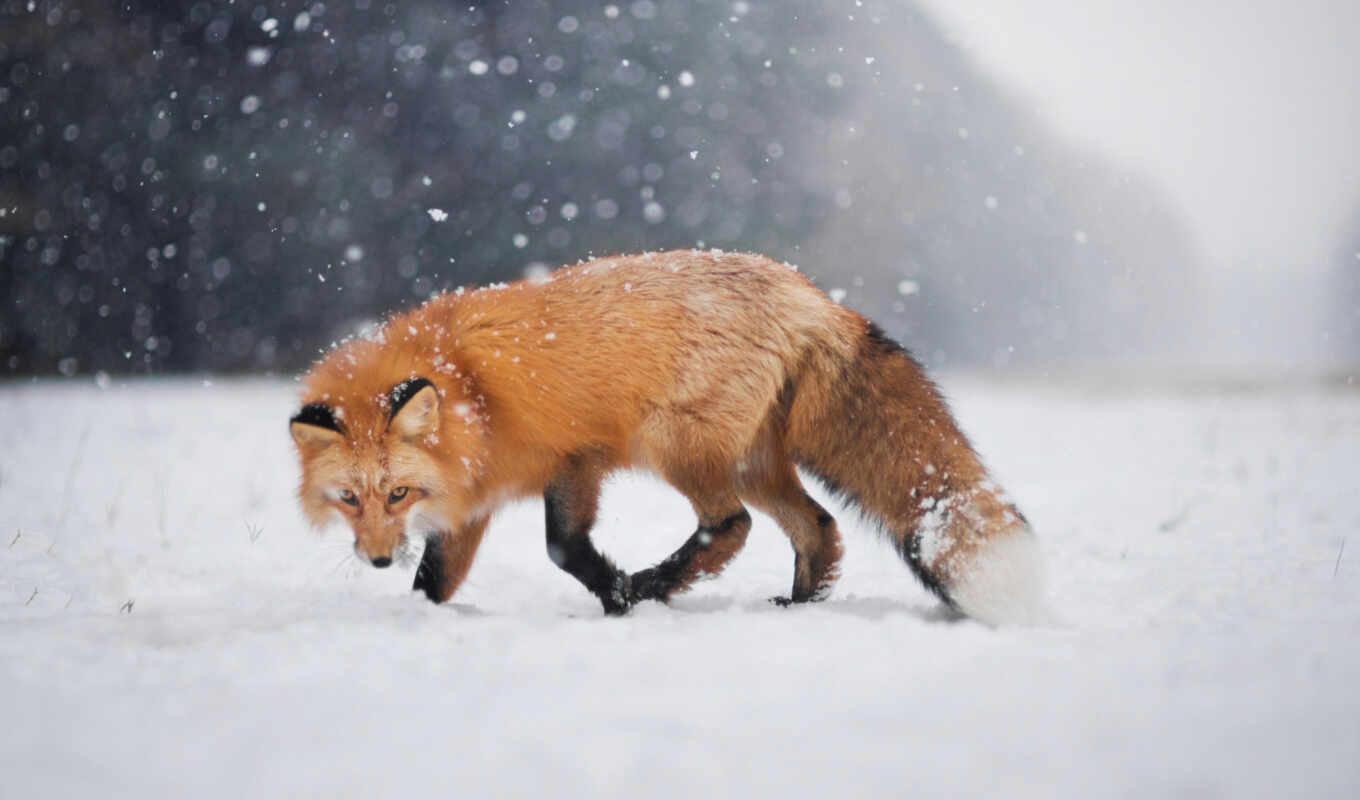 view, snow, winter, fox, animal, side
