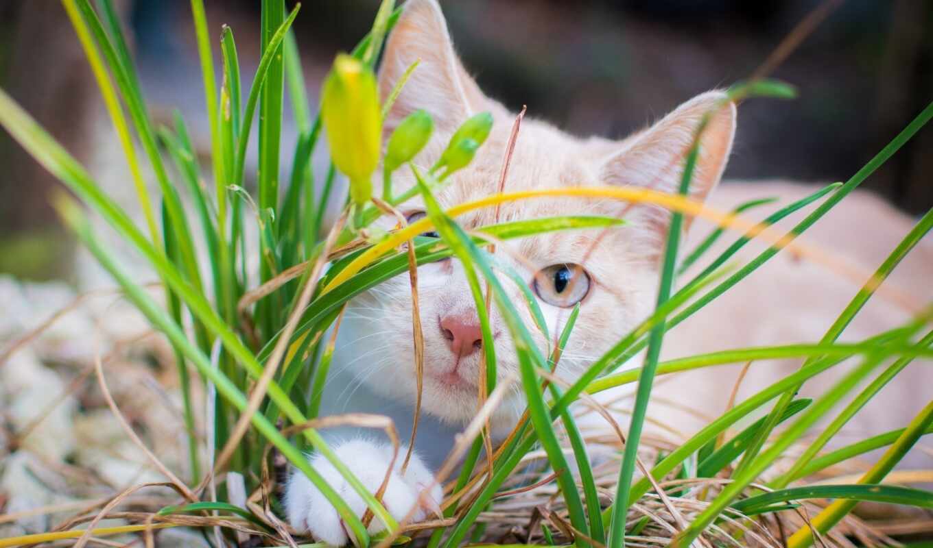 grass, cat