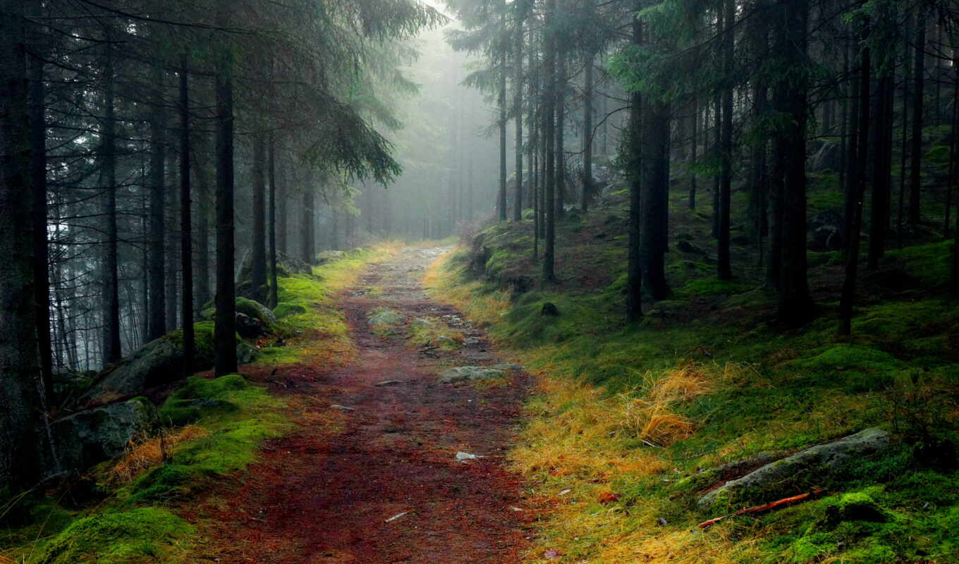 природа, дерево, лес, туман