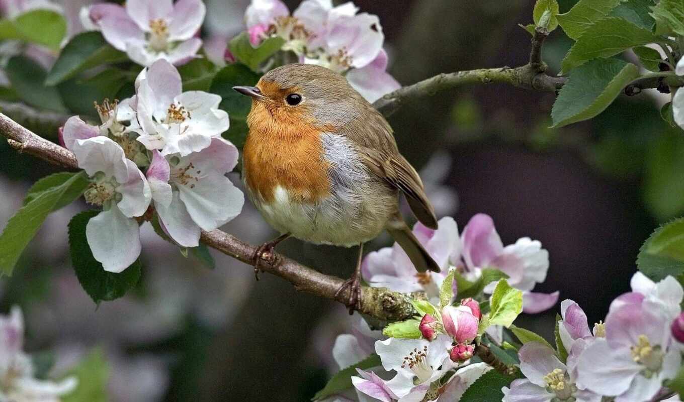 bird, spring, bird, funart