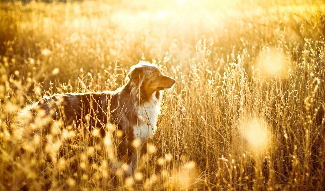 field, dog, awesome