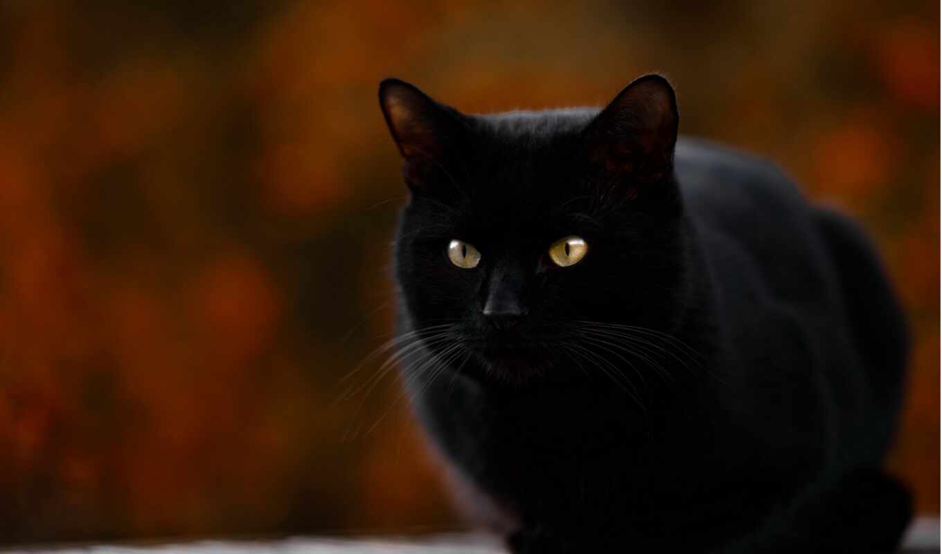взгляд, черная, кот, морда, sit, rear, размытость
